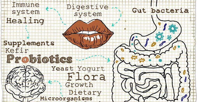 digestive health probiotics