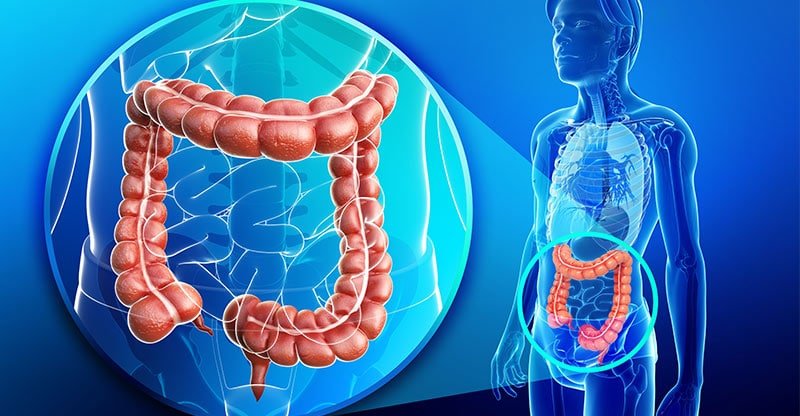 gastrointestinal system