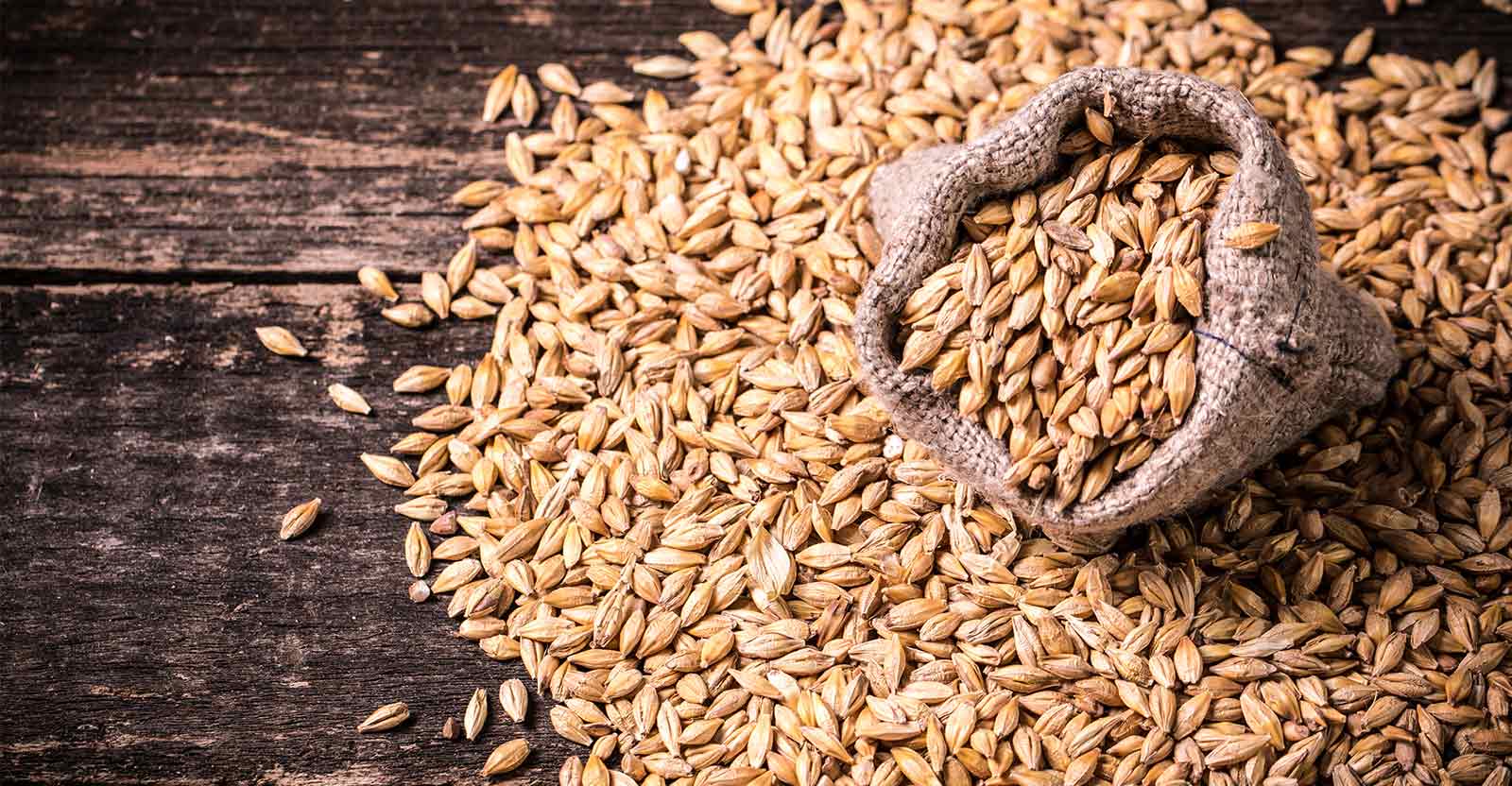is barley gluten-free