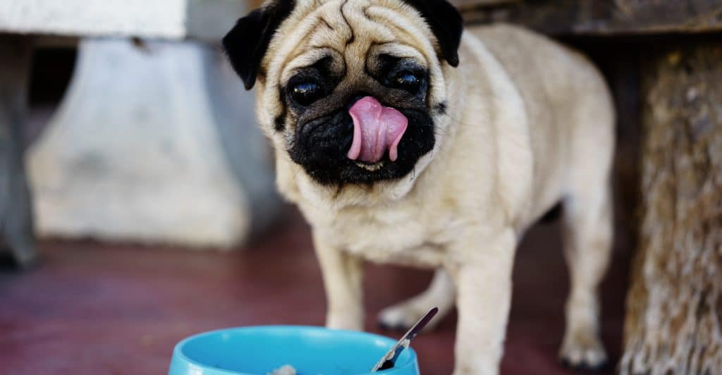 Top 10 Gluten-Free Dog Food Brands - No Gluten